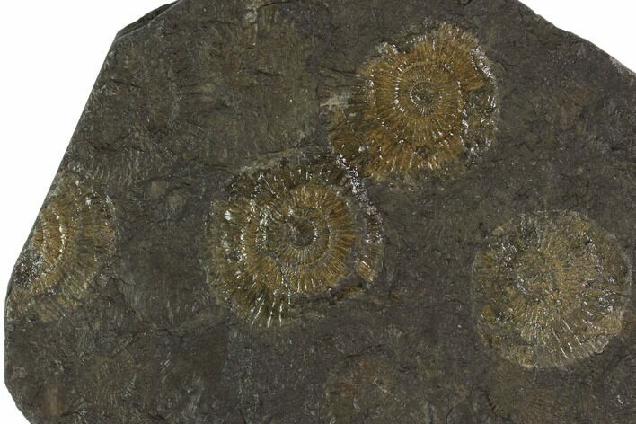 Dactylioceras Ammonite Cluster - Posidonia Shale, Germany #100267